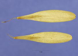   Fruits:   Fraxinus pennsylvanica ; Photo by S. Hurst, USDA-NRCS Plants Database
